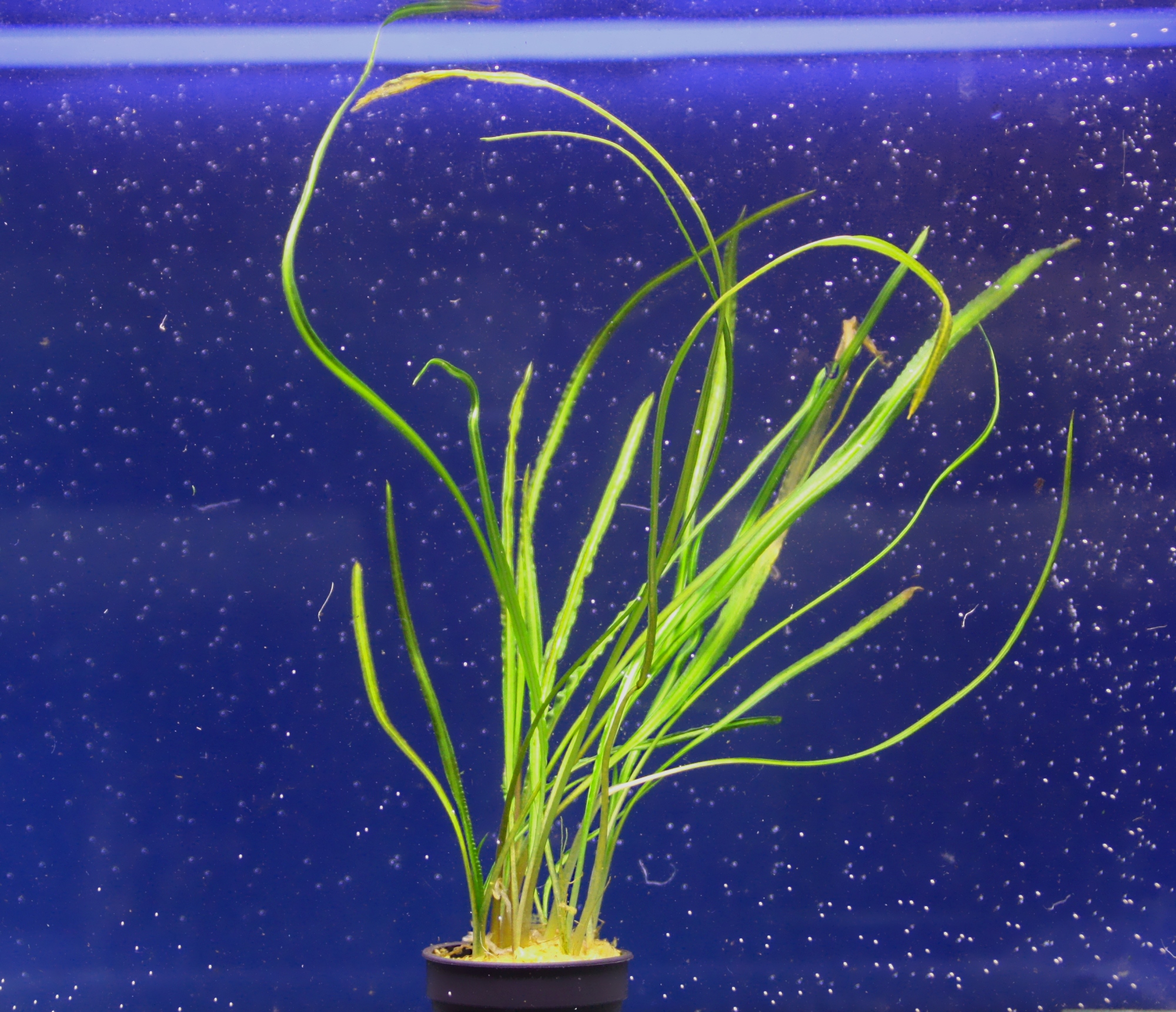 cryptocoryne retrospiralis 02