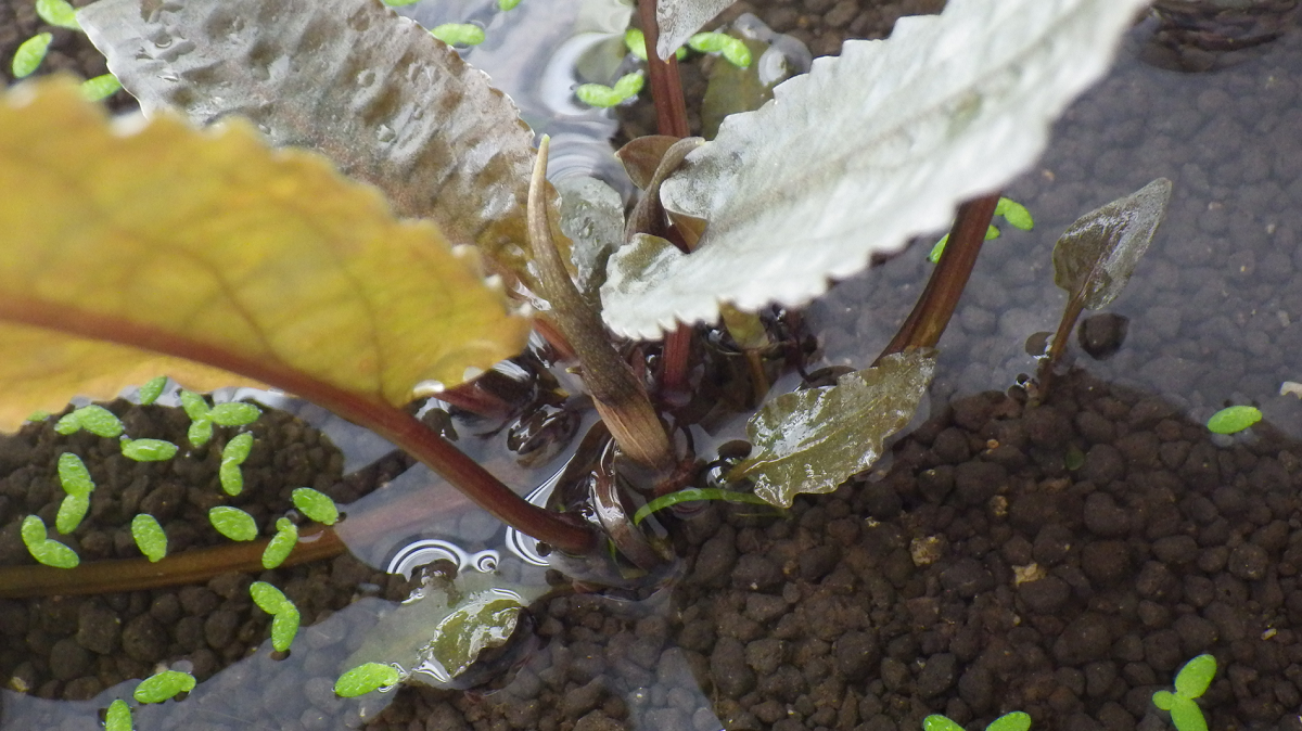 Cryptocoryne sp.