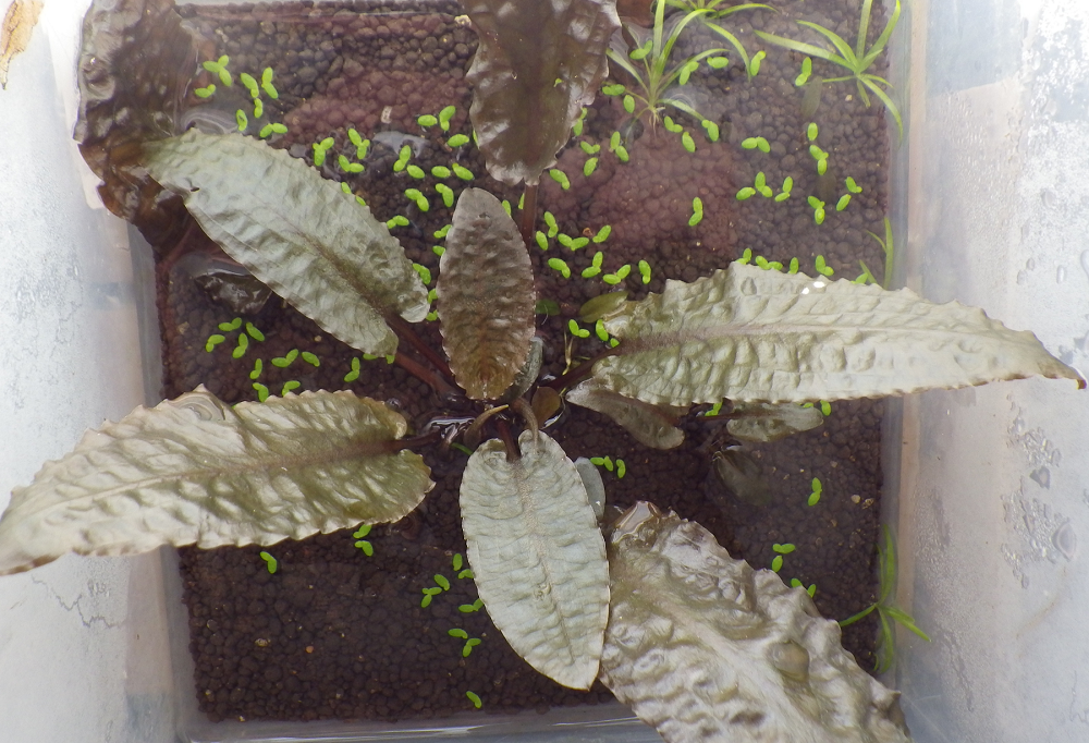 Cryptocoryne sp.