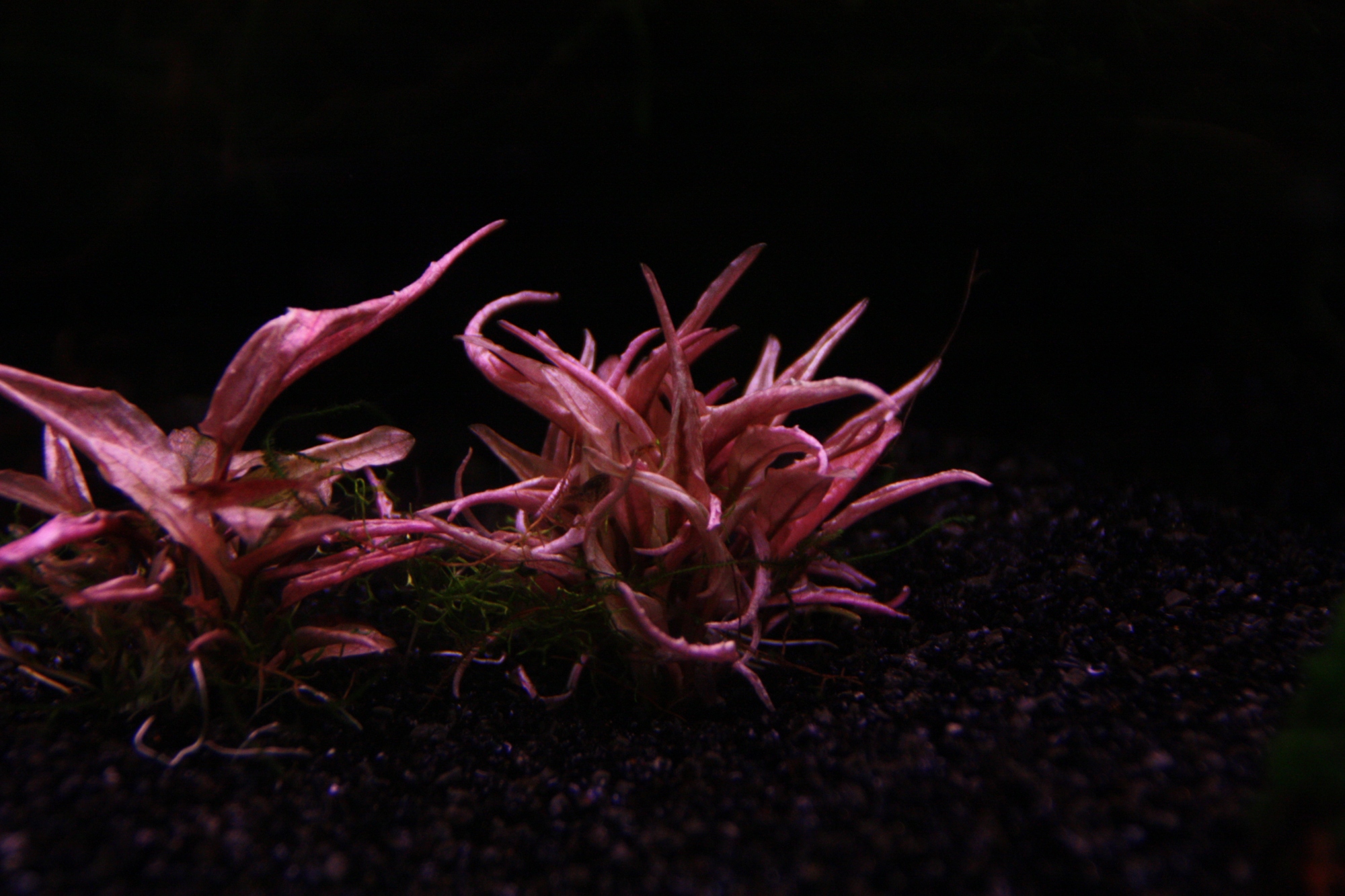 Cryptocoryne spec. 'Flamingo' 02