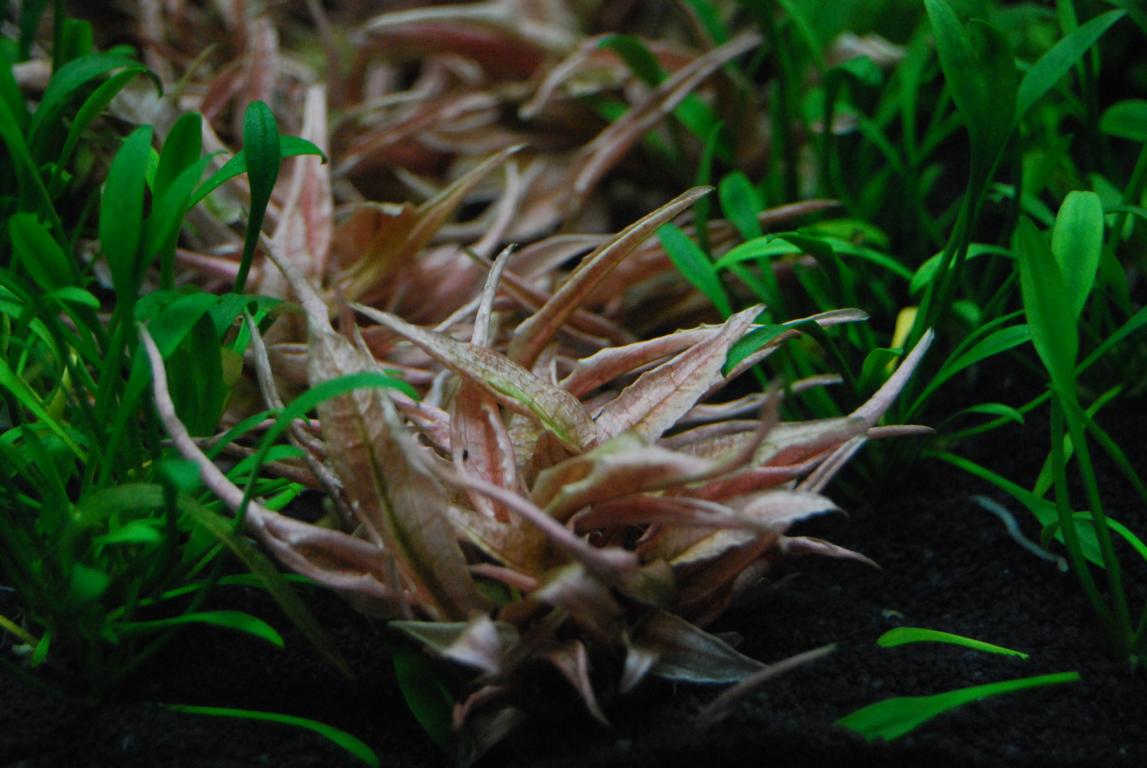 Cryptocoryne spec. 'Flamingo'