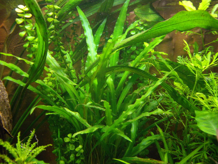 Cryptocoryne Spec.