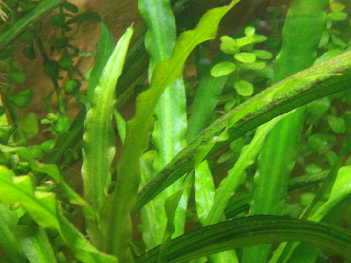 Cryptocoryne Spiralis