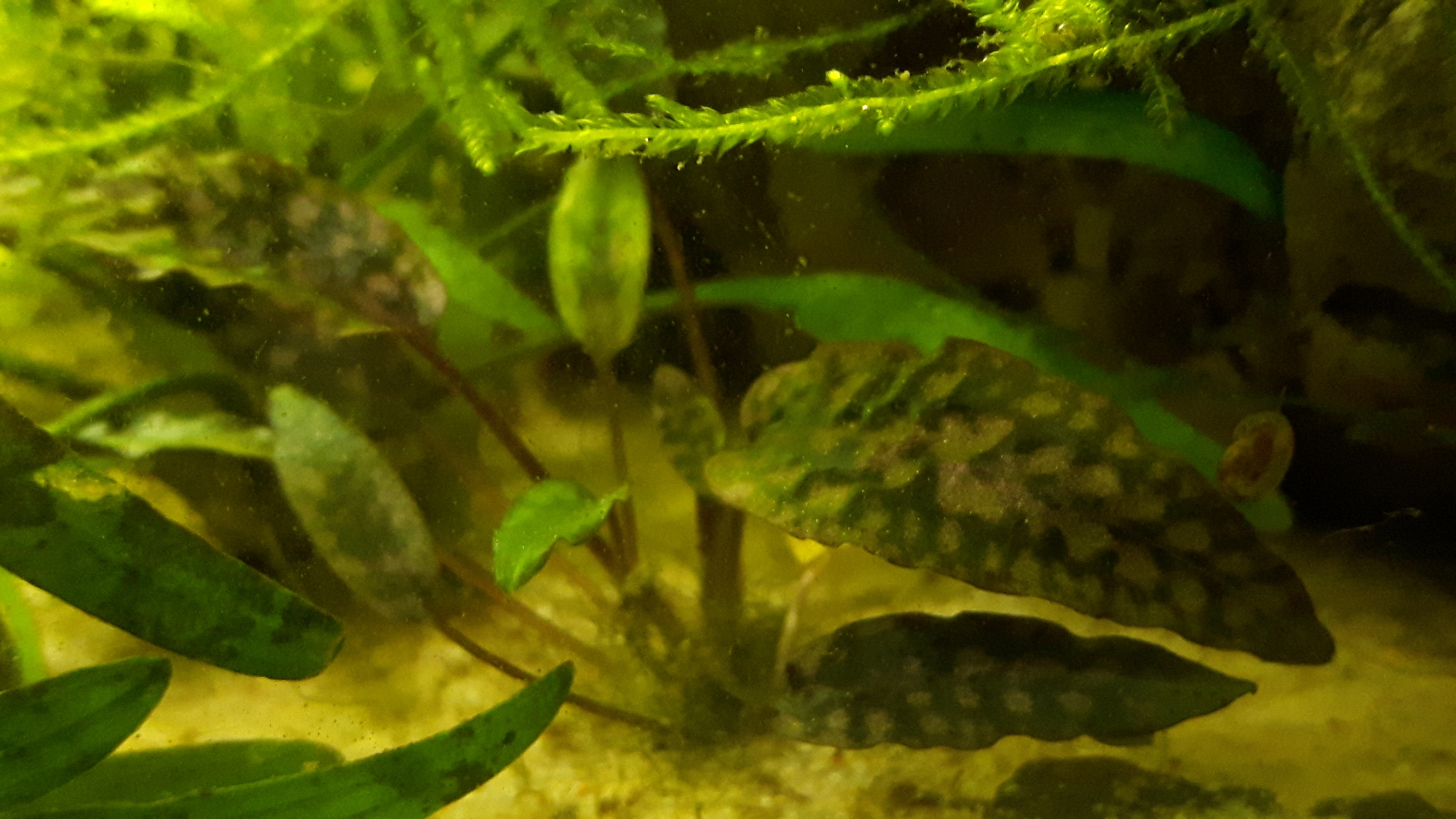 Cryptocoryne striolata &quot;Tiger stripe&quot; (submers)