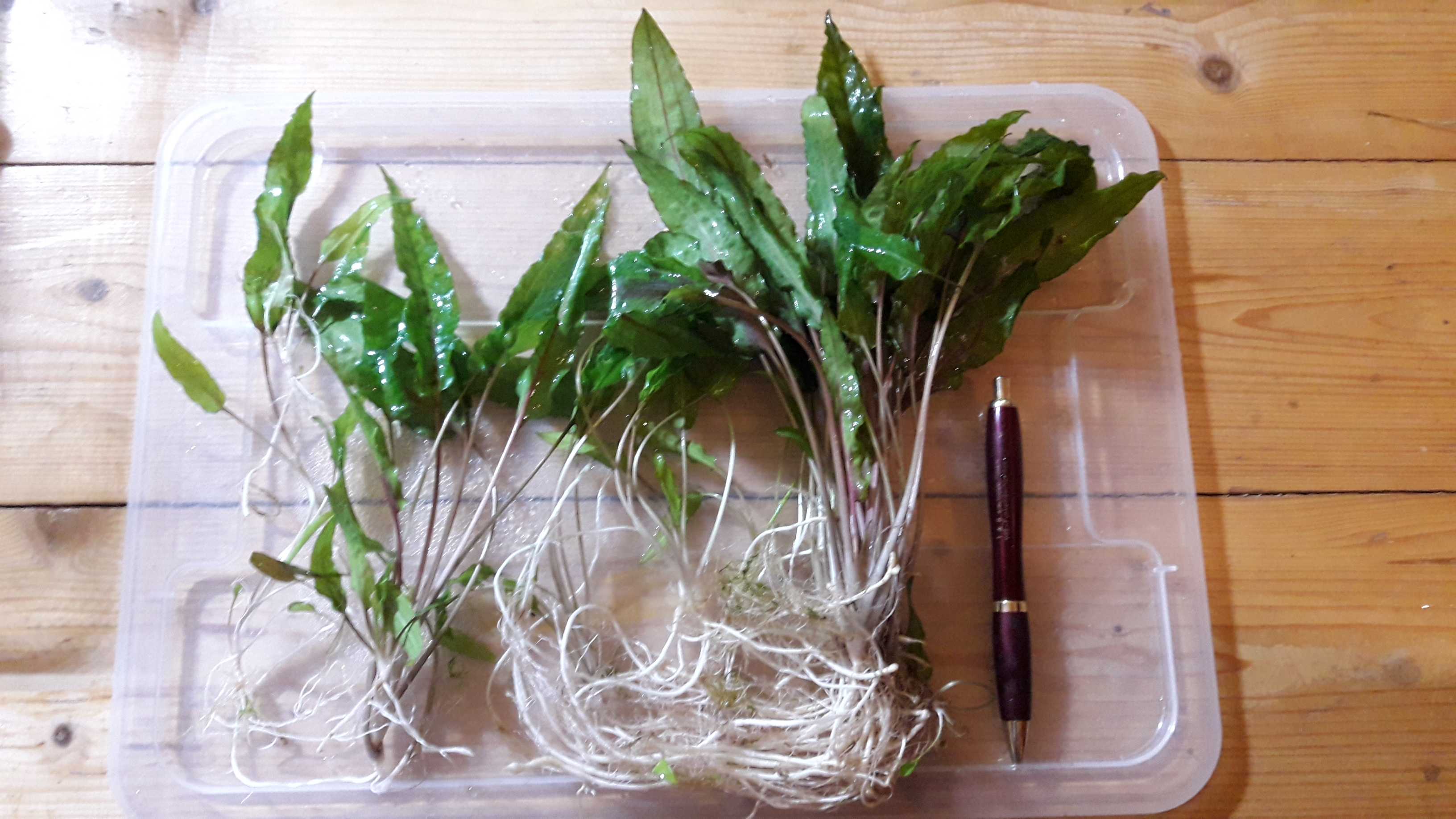 Cryptocoryne walkeri