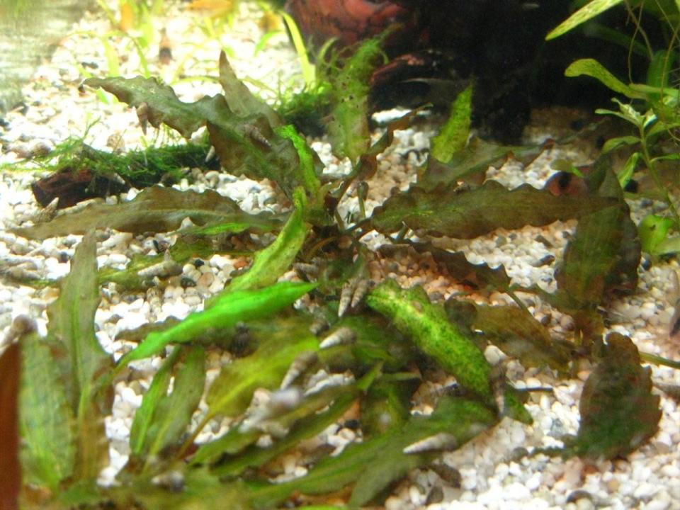 Cryptocoryne Wendtii - 001