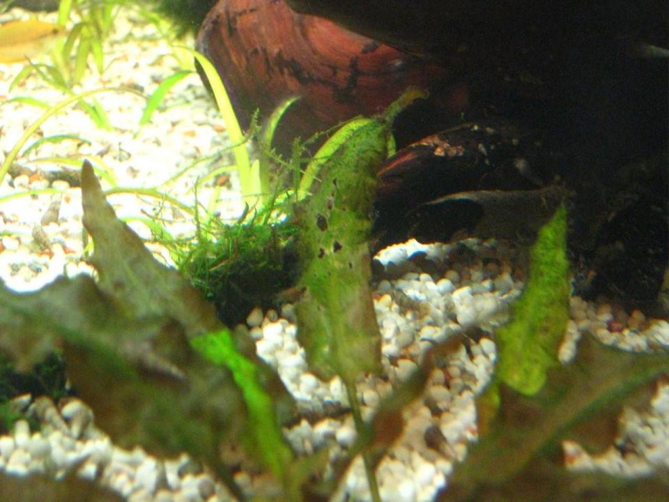 Cryptocoryne Wendtii - 002