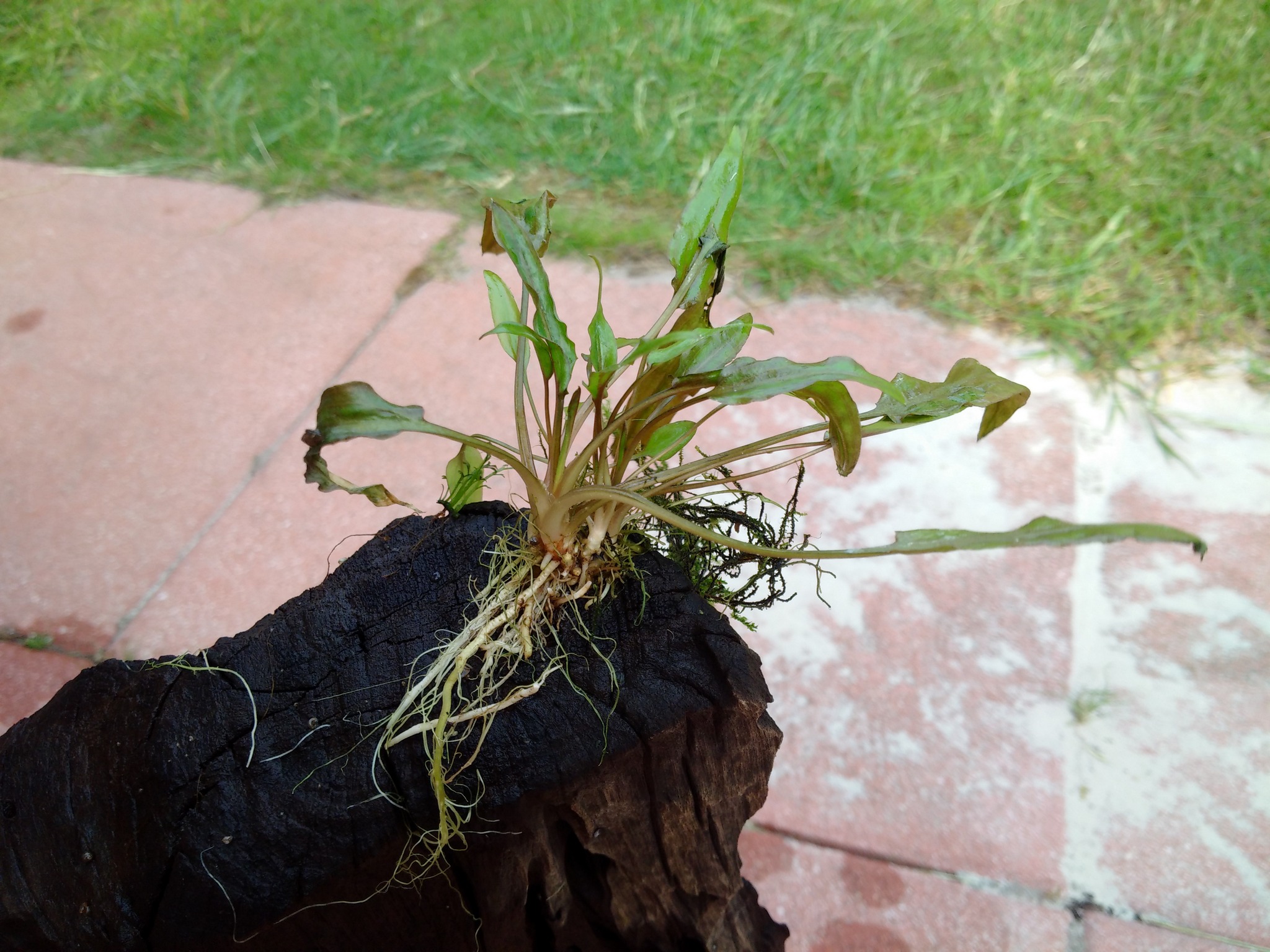 Cryptocoryne Wendtii Aufsitzer