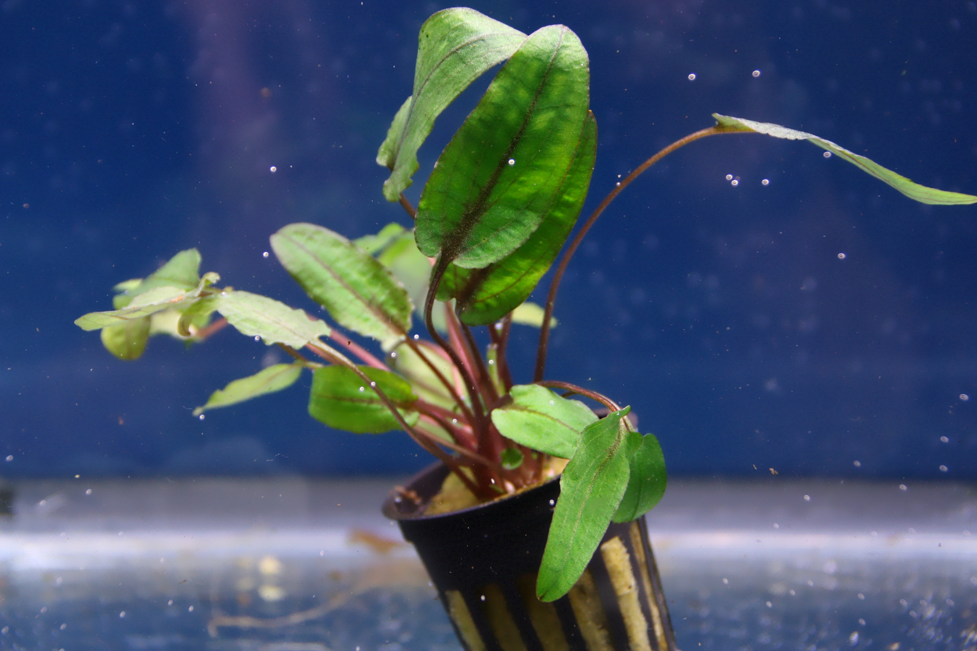 cryptocoryne wendtii tropica 01