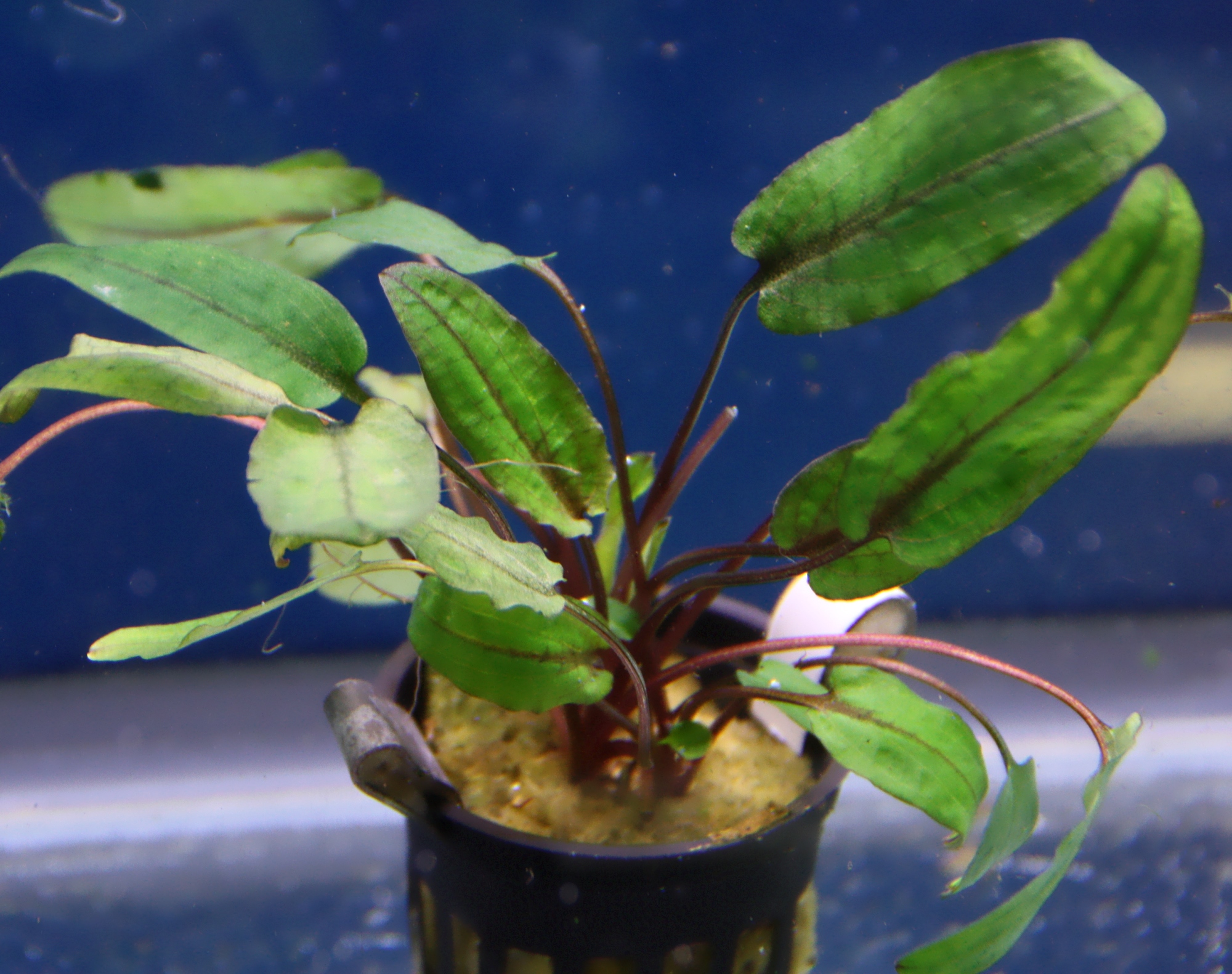 cryptocoryne wendtii tropica 02