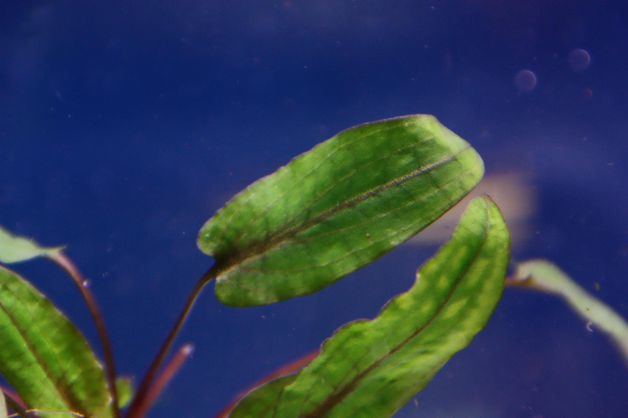 cryptocoryne wendtii tropica 03