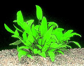 Cryptocoryne X Willisii ''lucens''