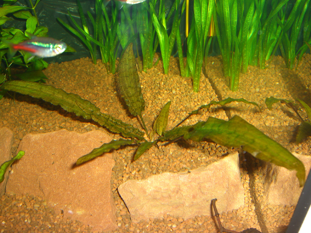 Cryptocoryne