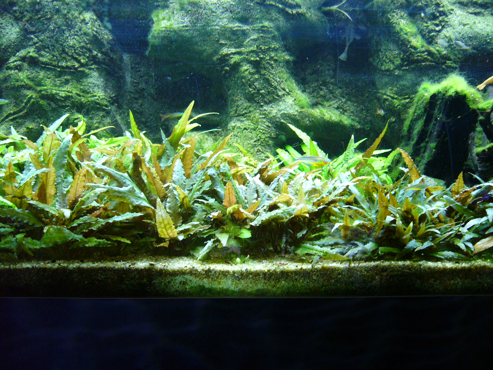 Cryptocoryne