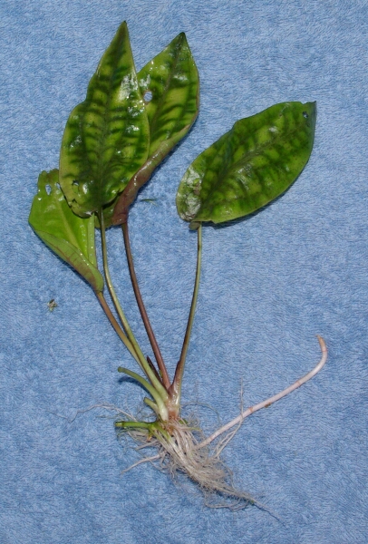 Cryptocoryne