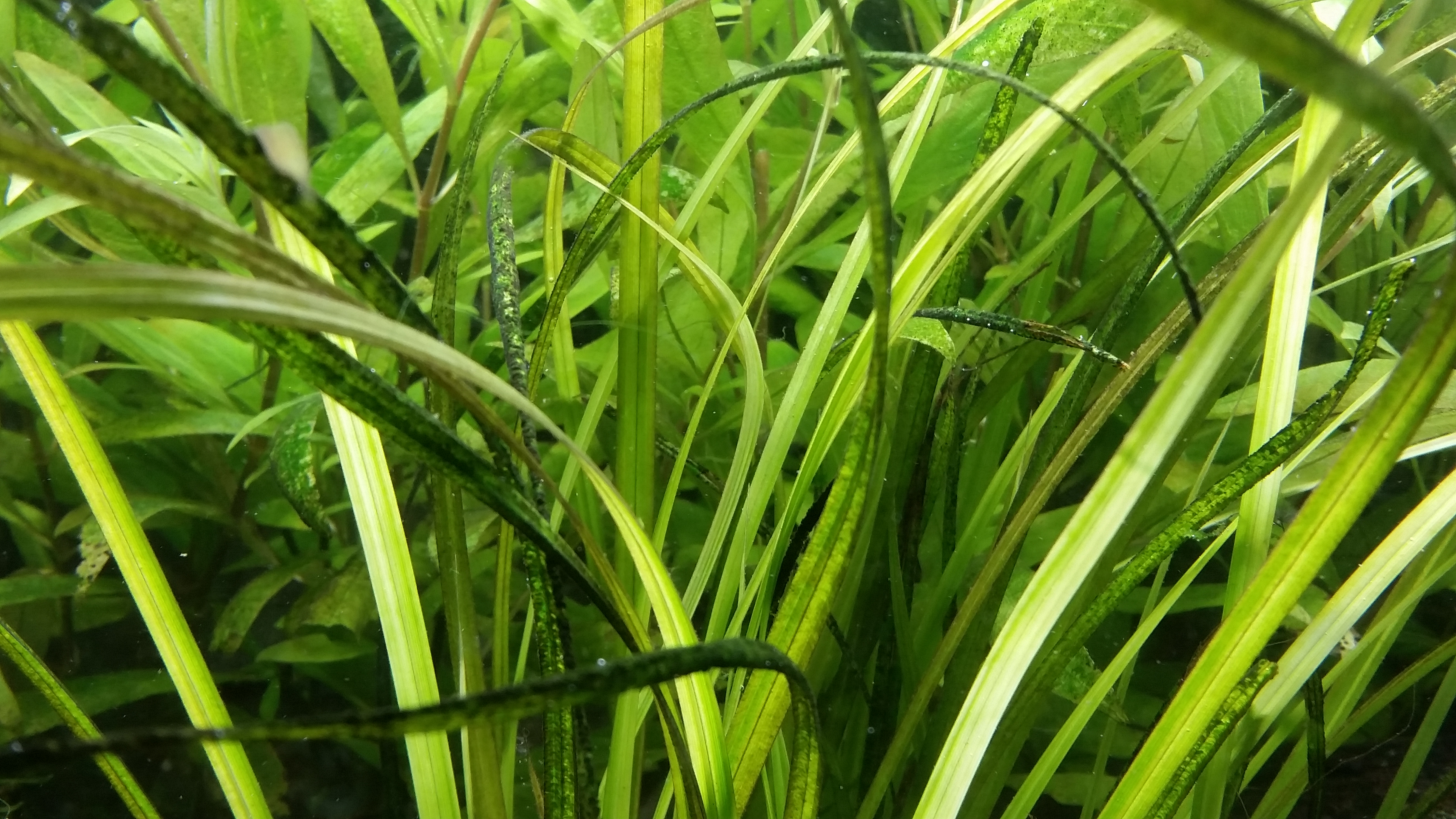 cyperus