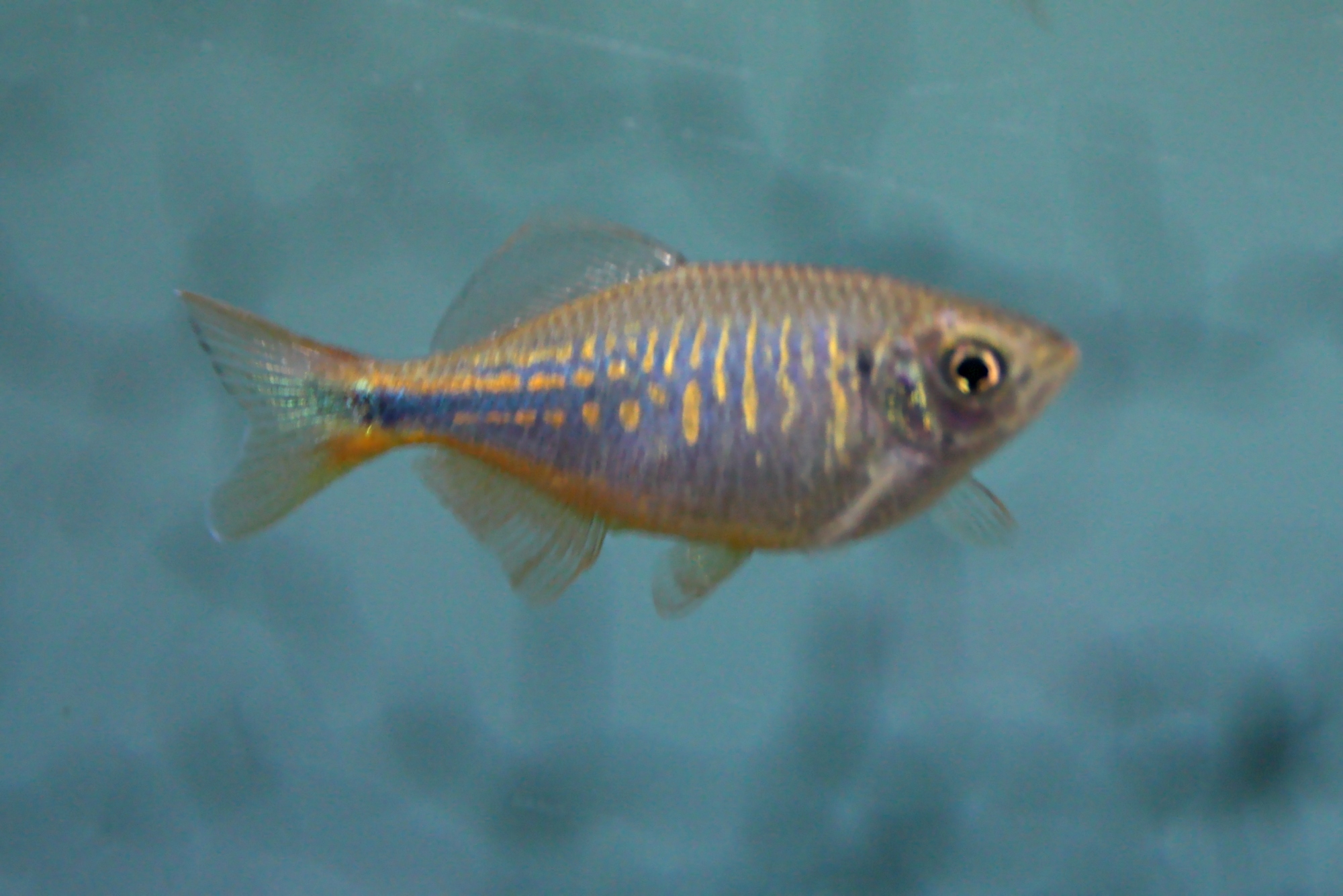 Danio aequipinnatus 02