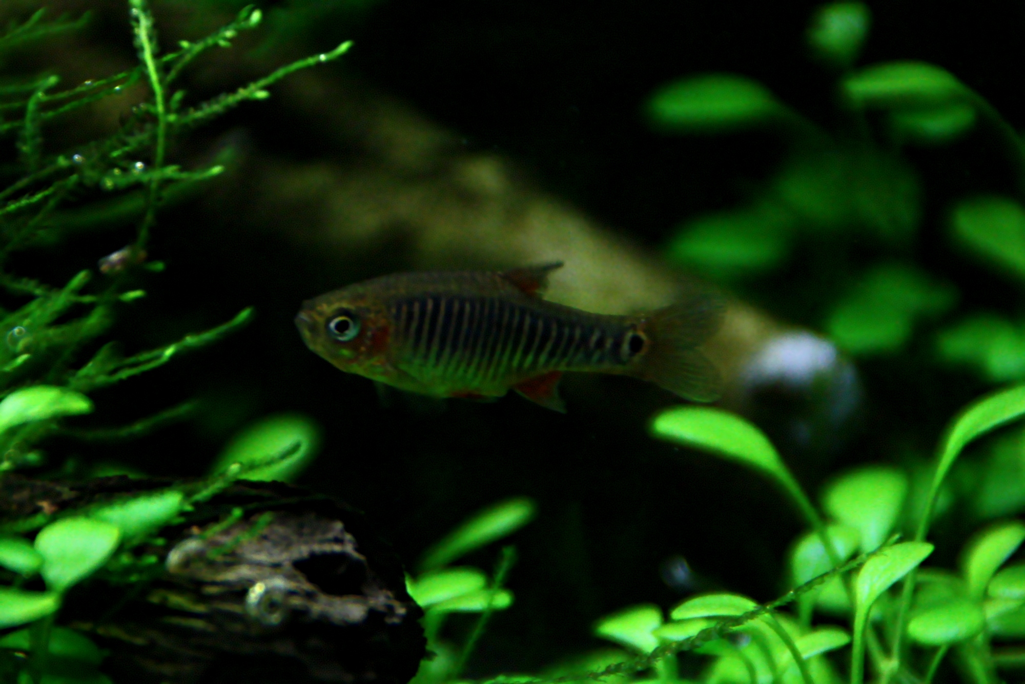 danio erythromicron 04