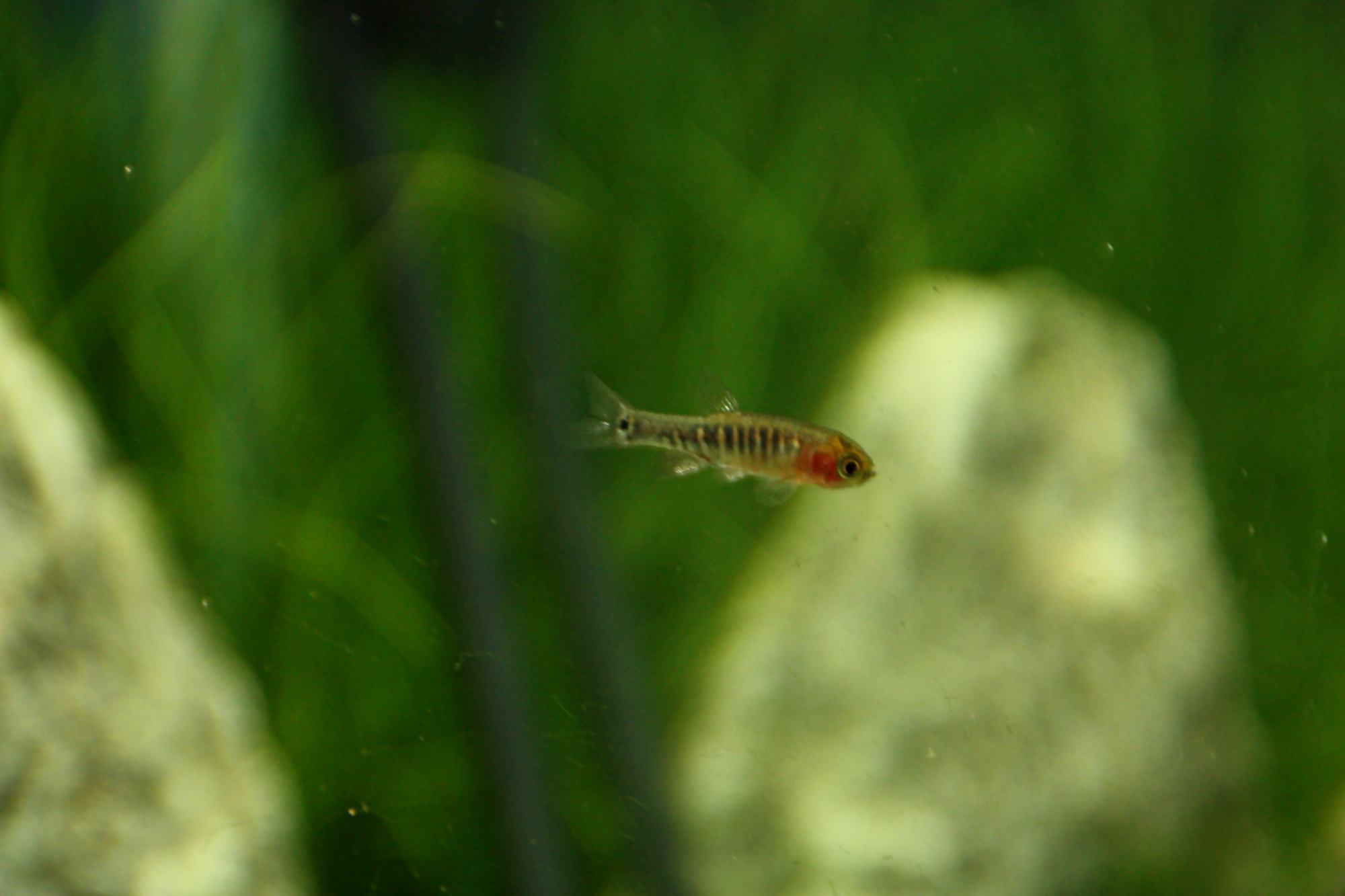 Danio erythromicron