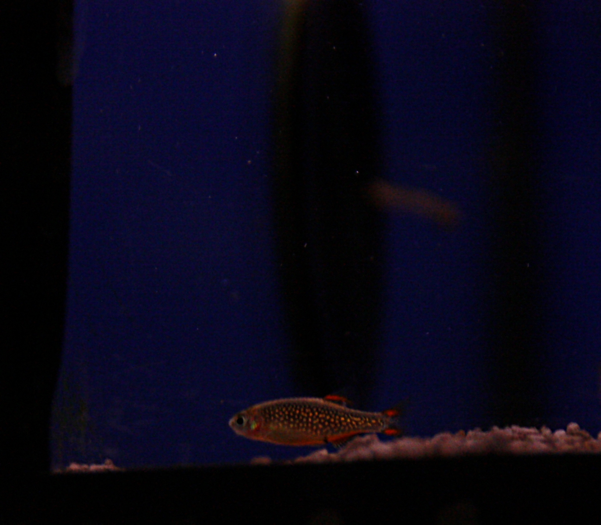 Danio margaritatus 02