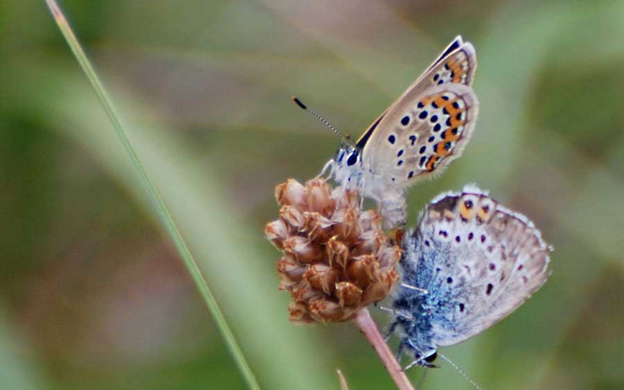 Das-schmetterlingspaar