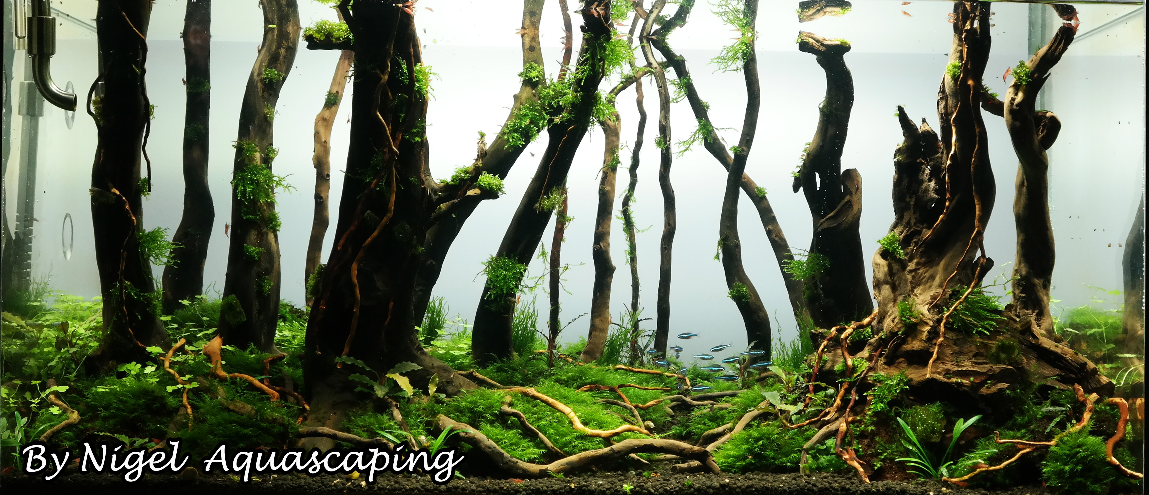 day 95 forest aquascape by nigel aquascaping