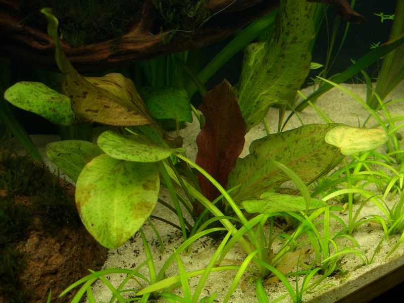 Echinodorus 03