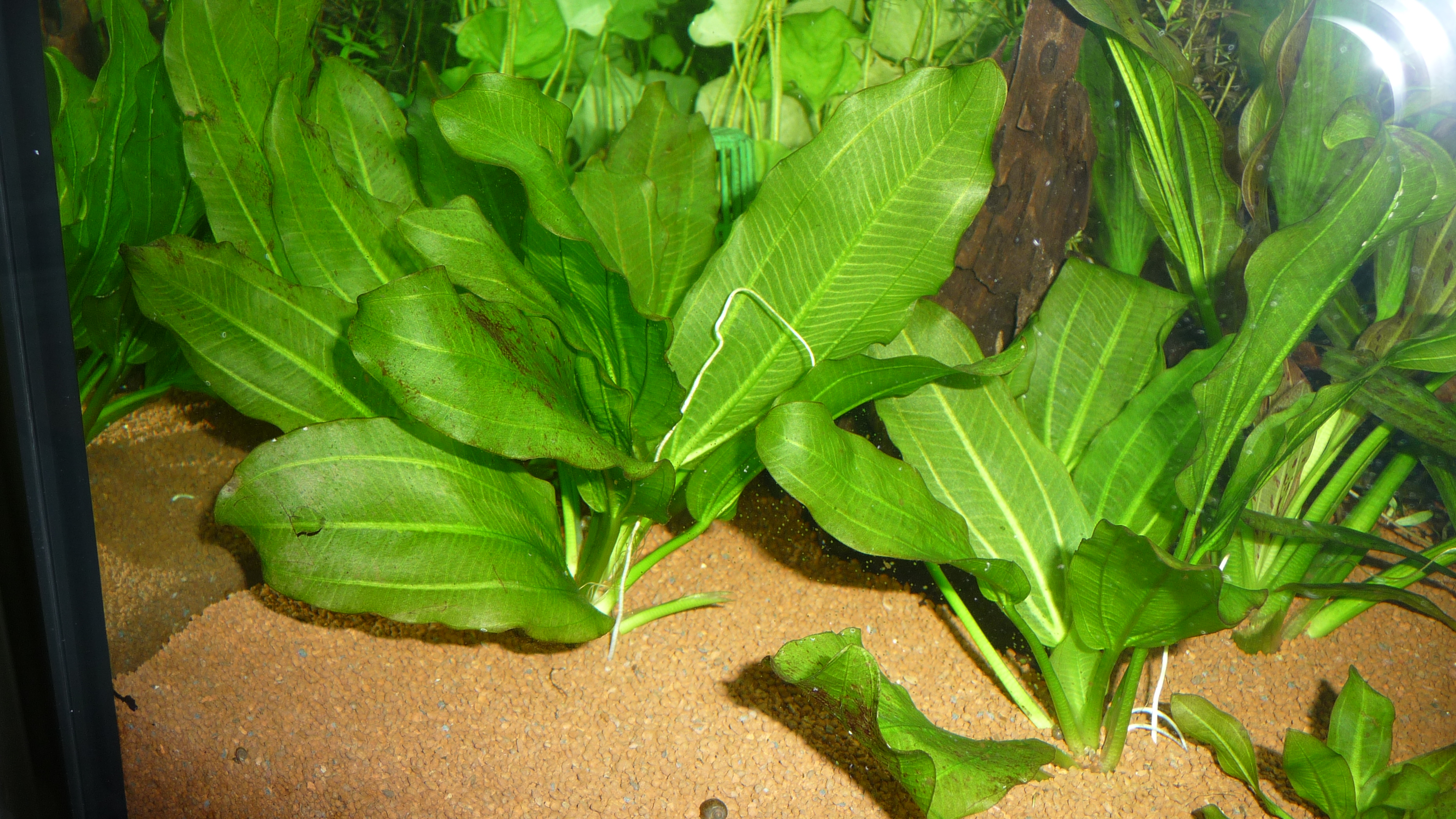 Echinodorus 'Aquartica'