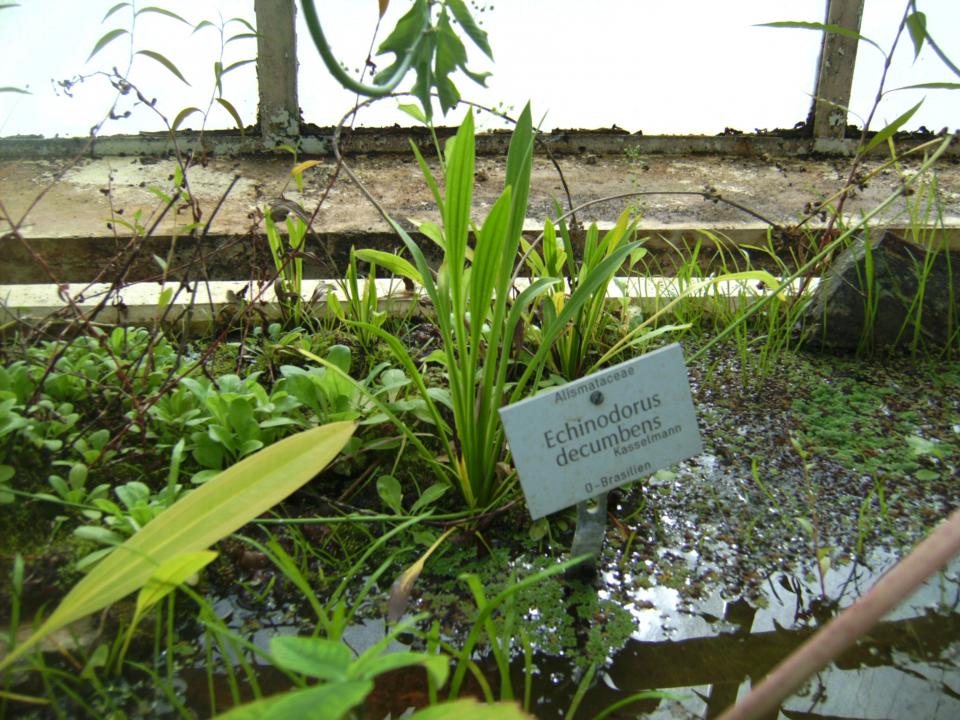 Echinodorus Decumbens