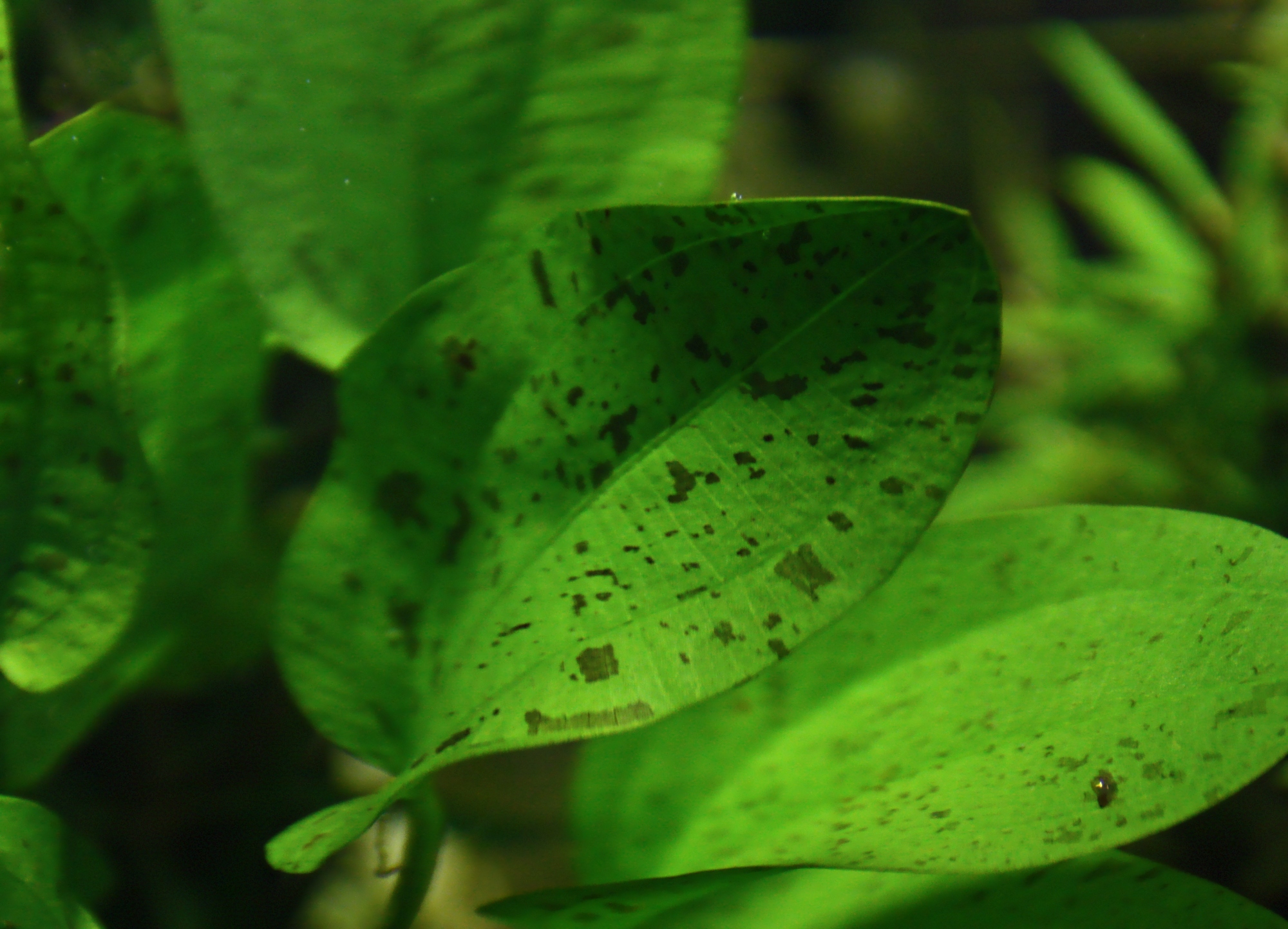 echinodorus dschungelstar 14 tornado 02