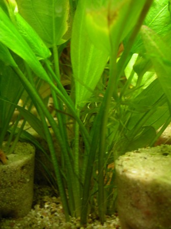 Echinodorus Foxtail