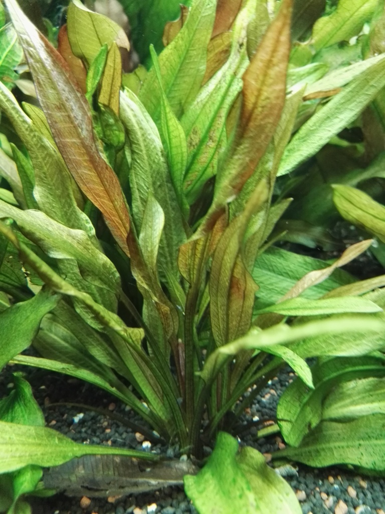 Echinodorus Graciella