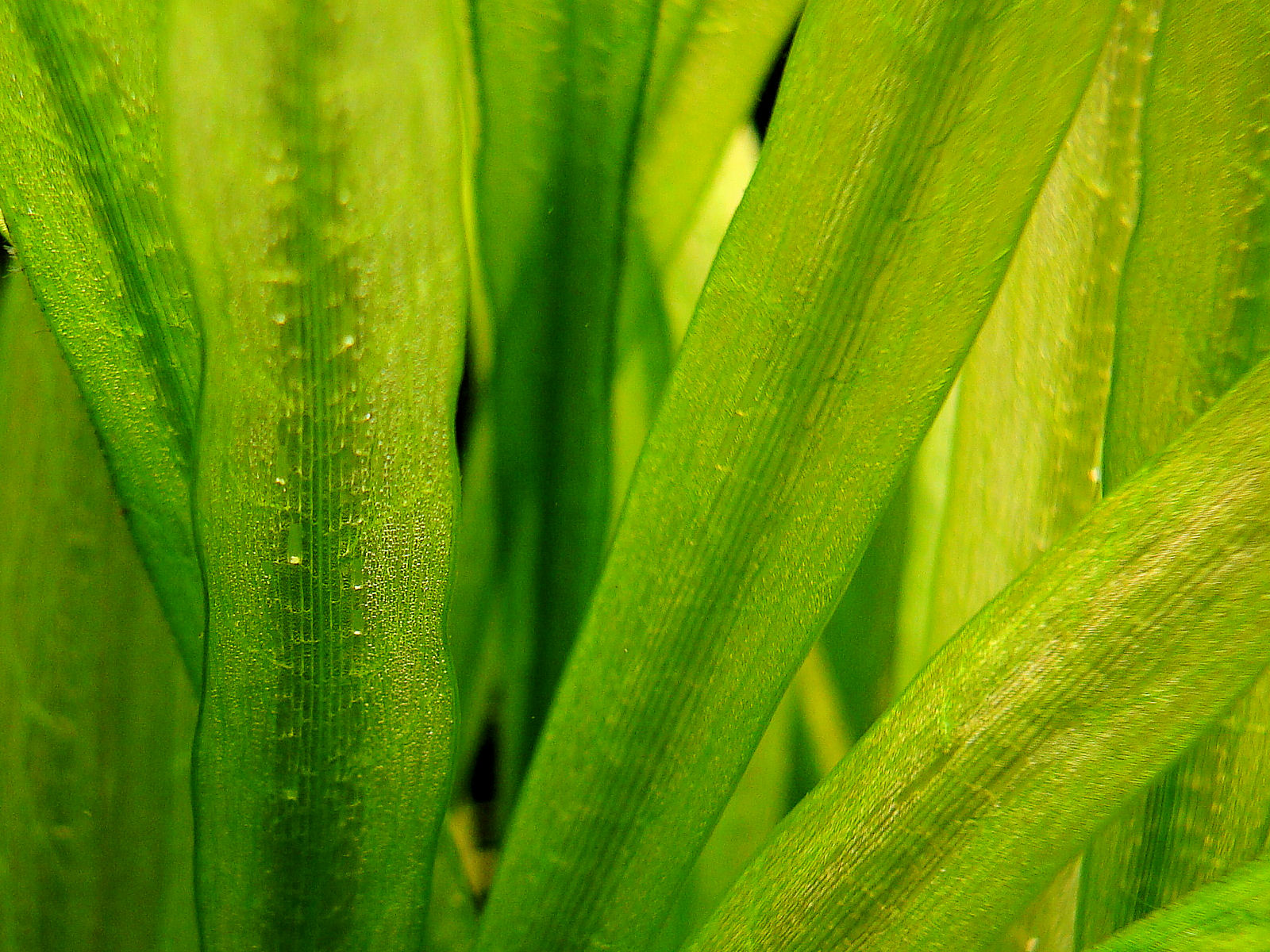 Echinodorus grisebachii amazonicus 1