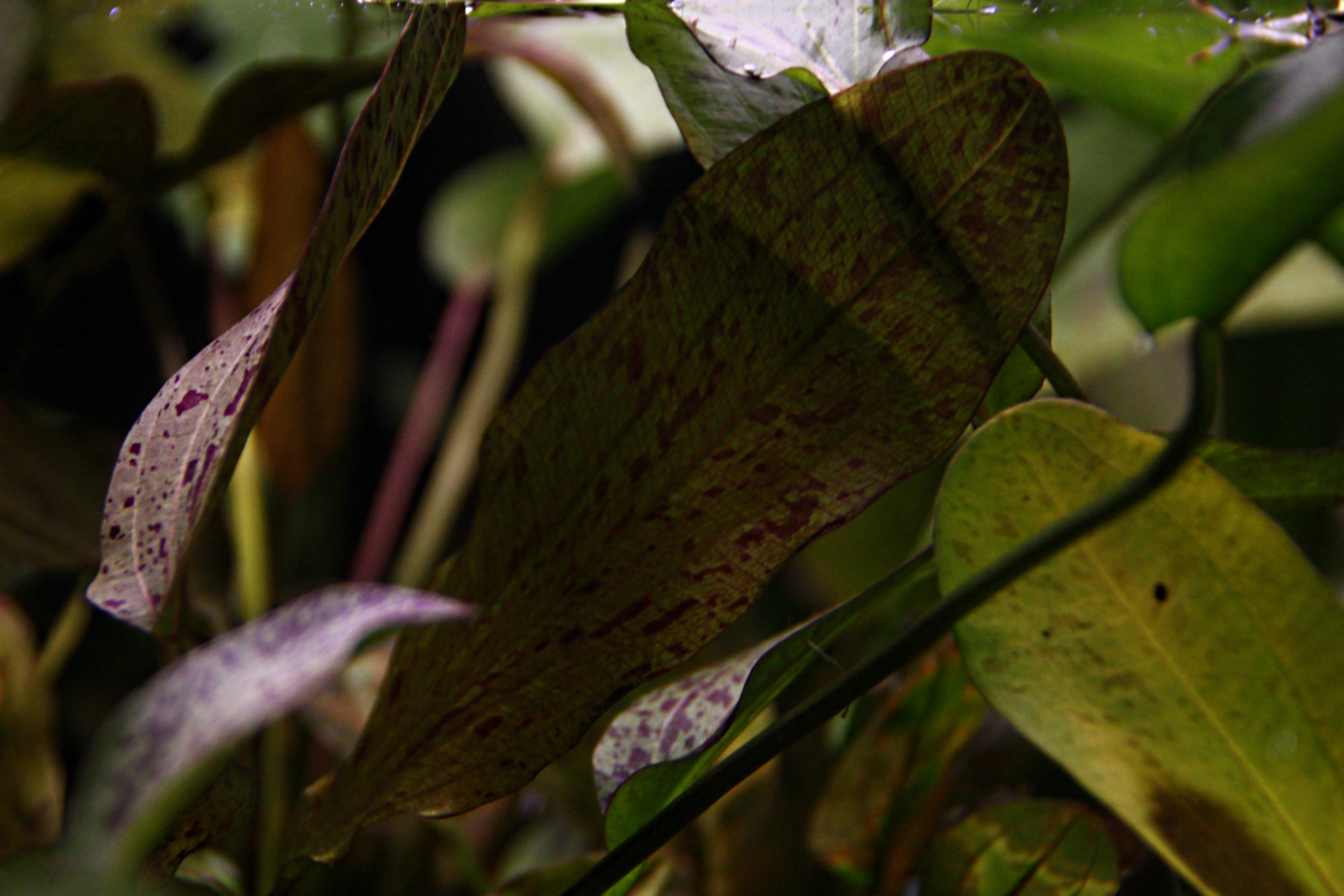 echinodorus ozelot rot 01