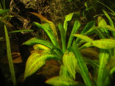 Echinodorus Parviflorus Tropica 2