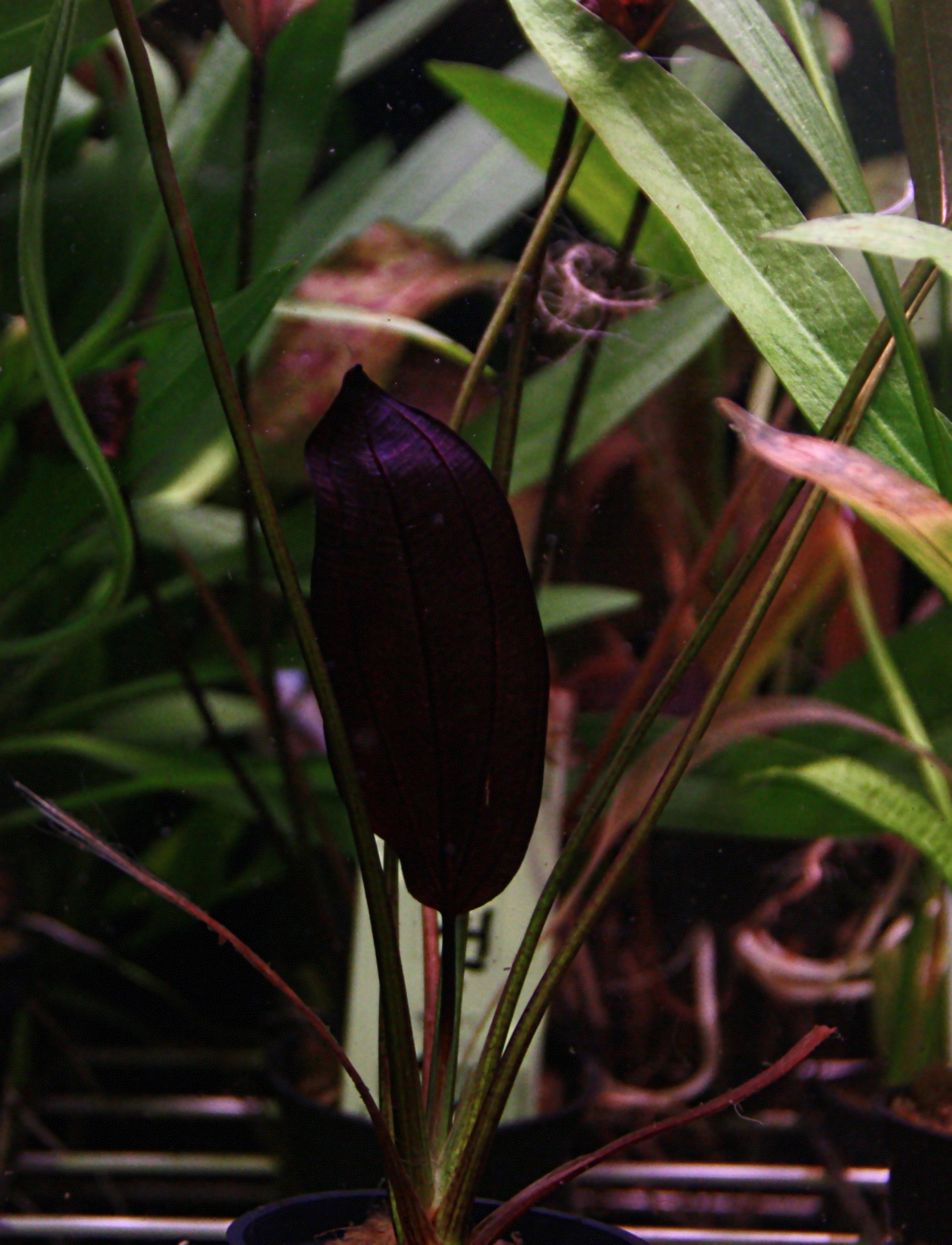 echinodorus red flame 01