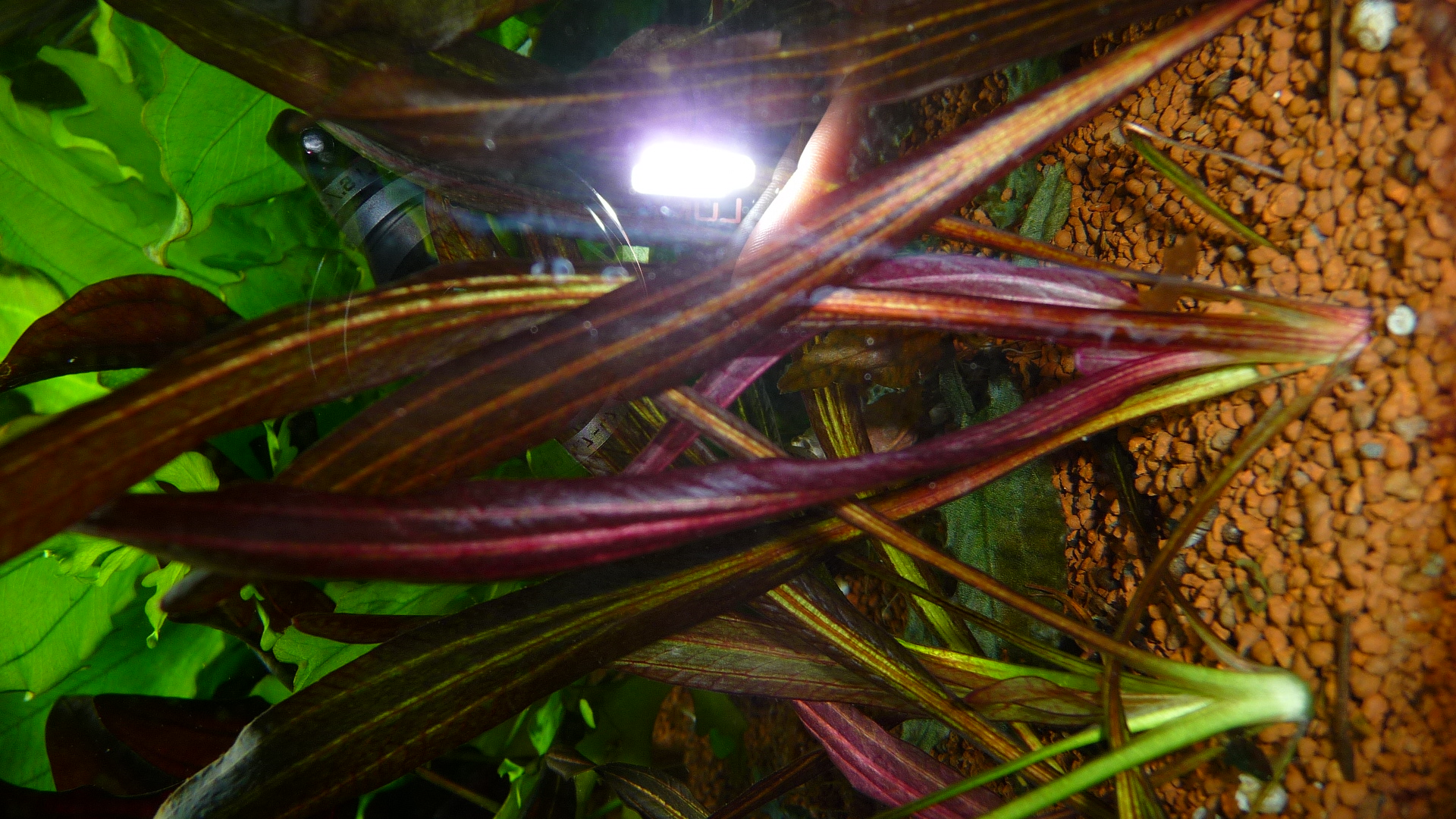 Echinodorus uruguayensis- Uruguay-Schwertpflanze (horemanni rot) (4)