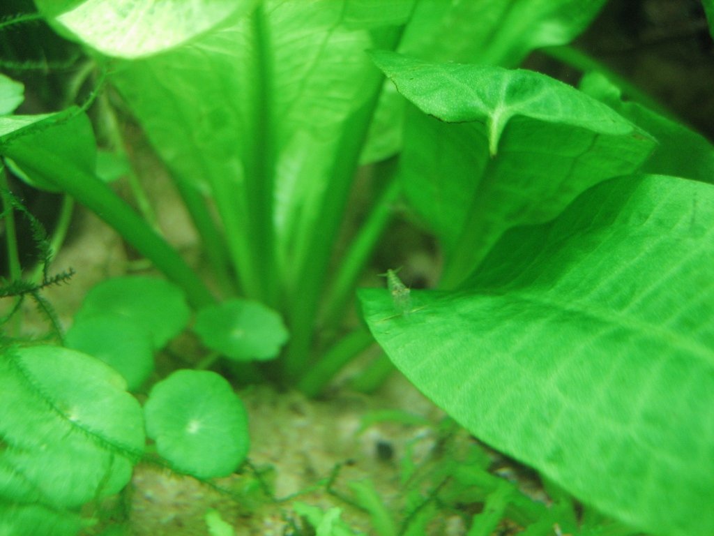 Echinodorus