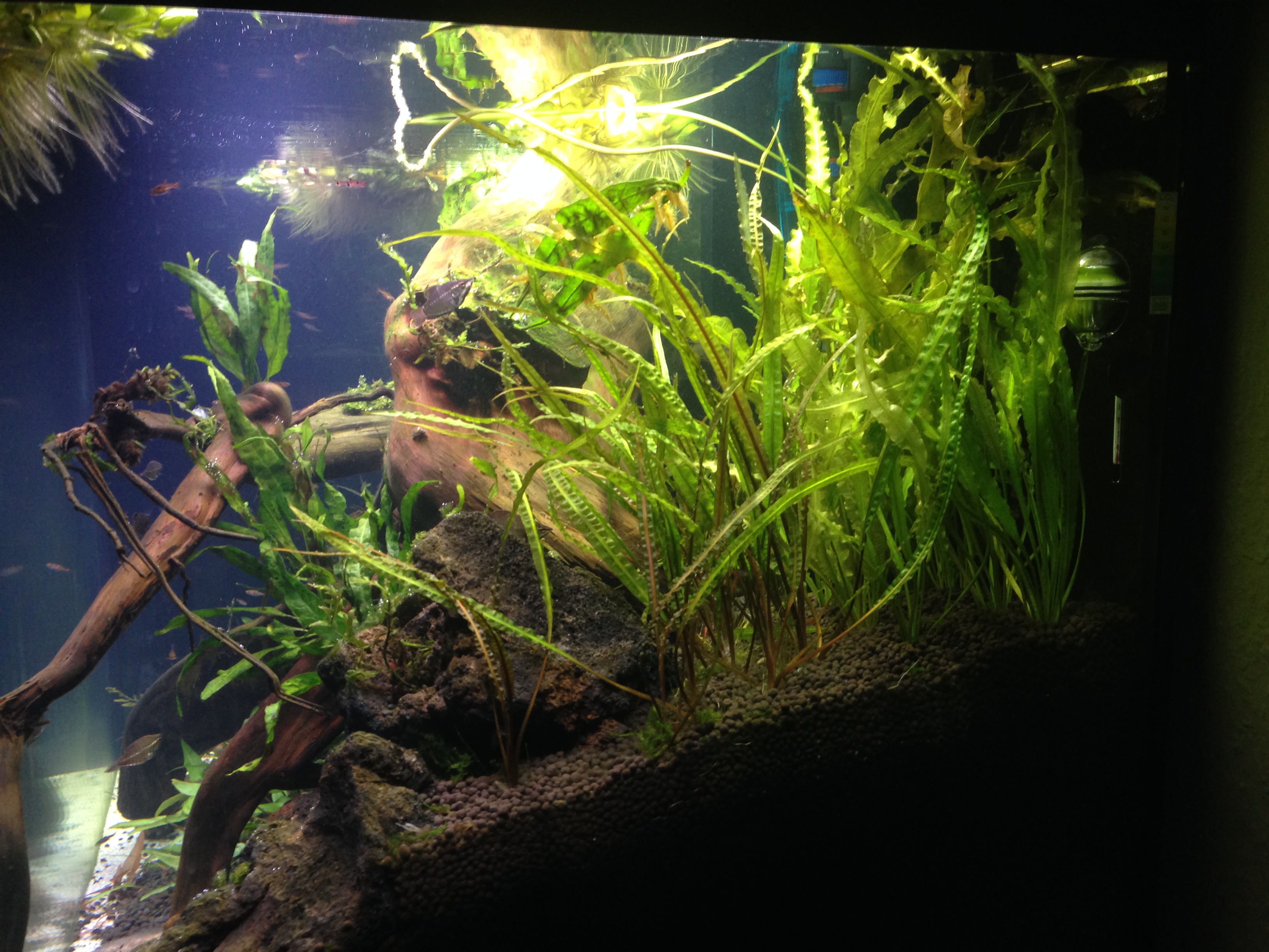 Eheim Incpiria 300 LED - SO-Asien Becken - Seitenansicht:  Cryptocoryne balansae, A. crispus, Javafarn