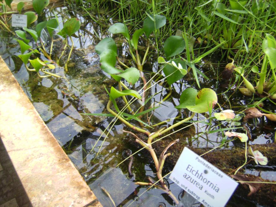 Eichhornia Azurea