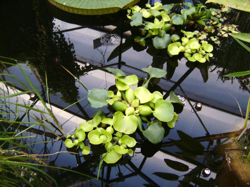 Eichhornia Sp.