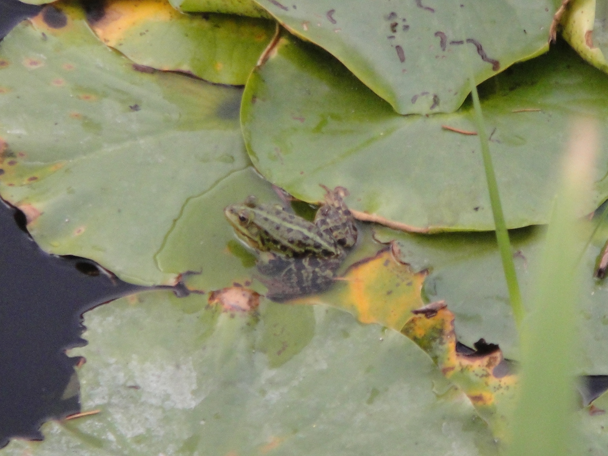 Einer der vielen Frösche aus unserem Teich