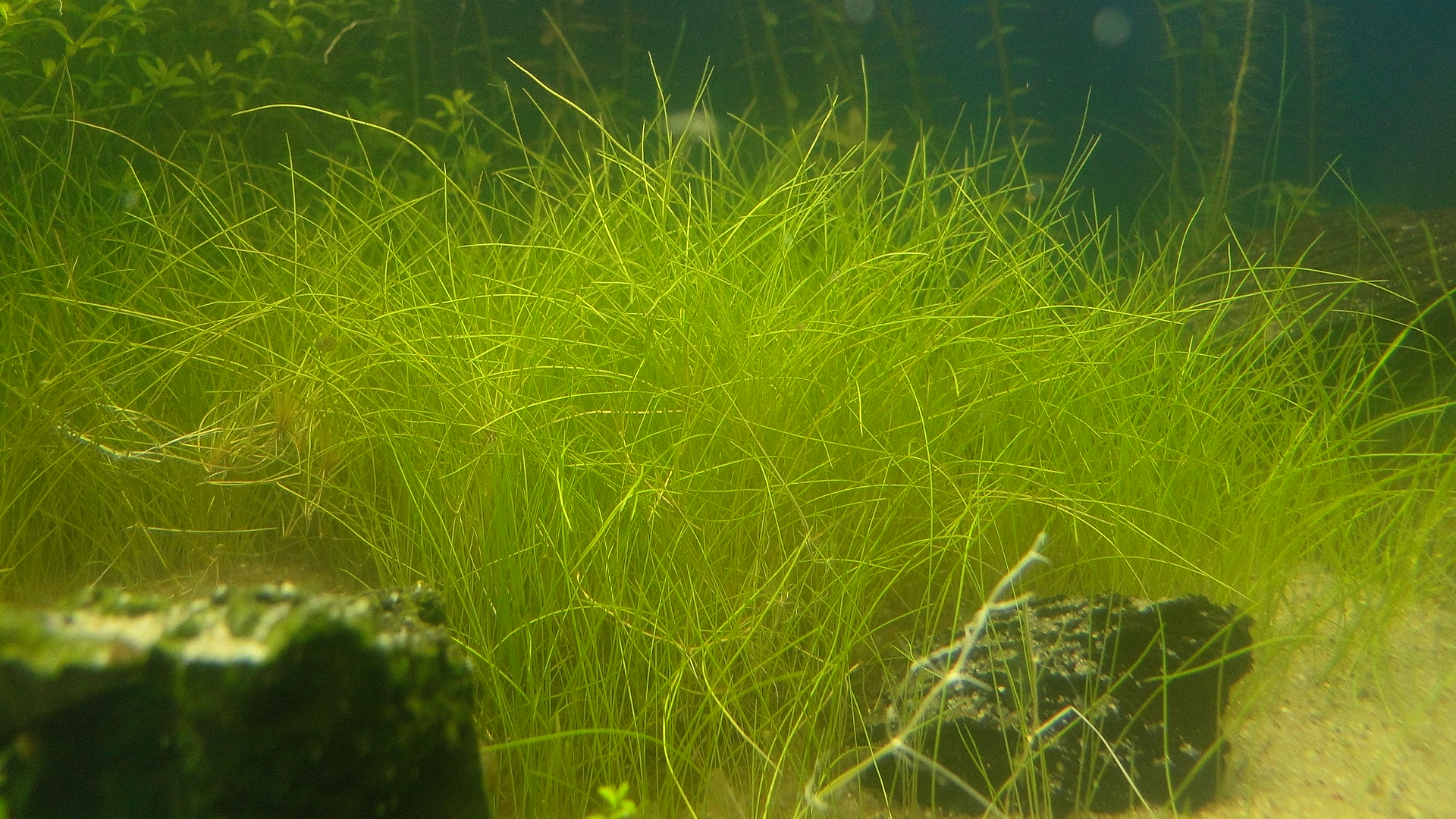 Eleocharis parvula