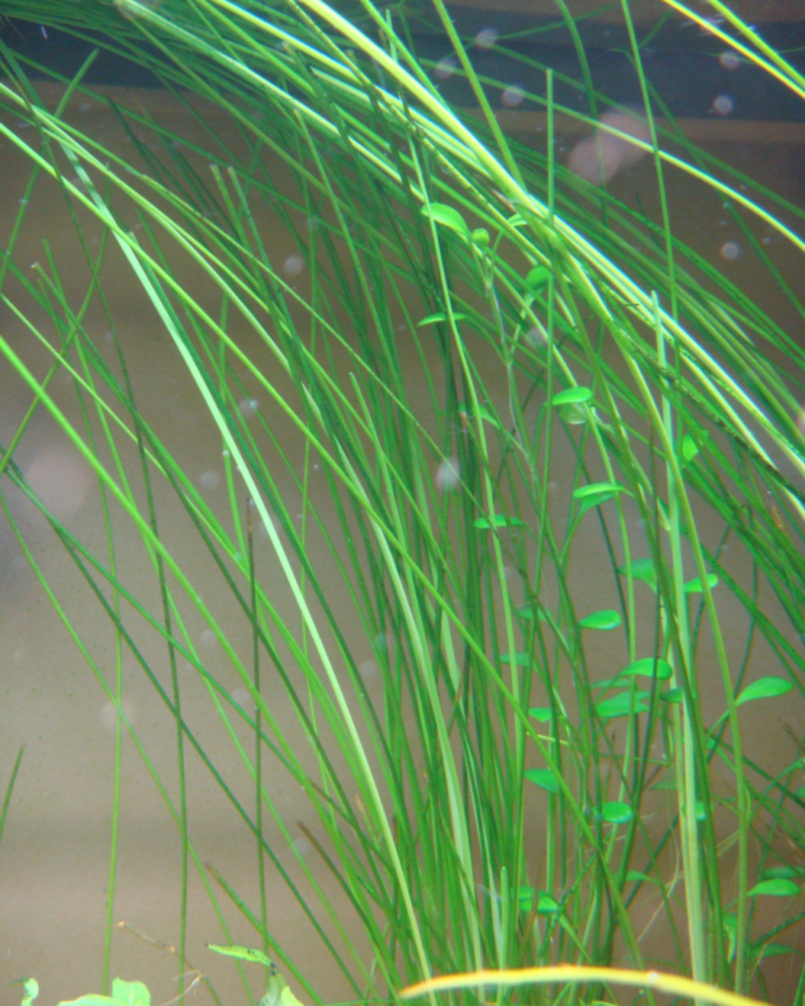 Eleocharis sp. Xingu