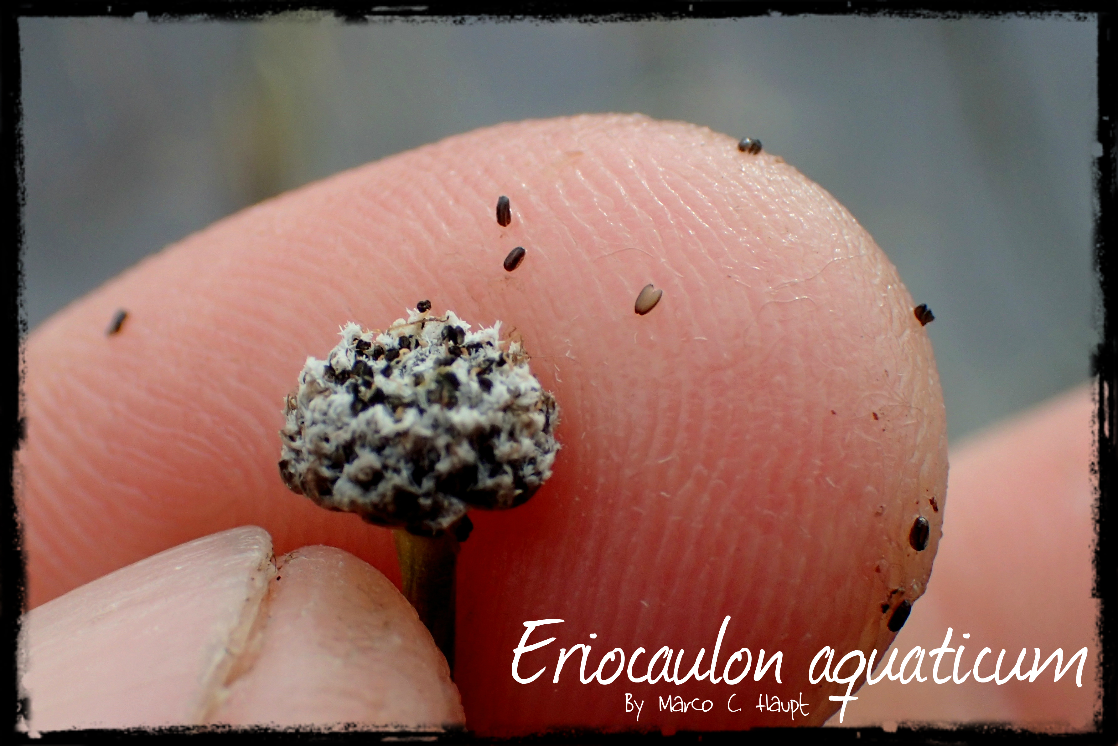 Eriocaulon aquaticum 4