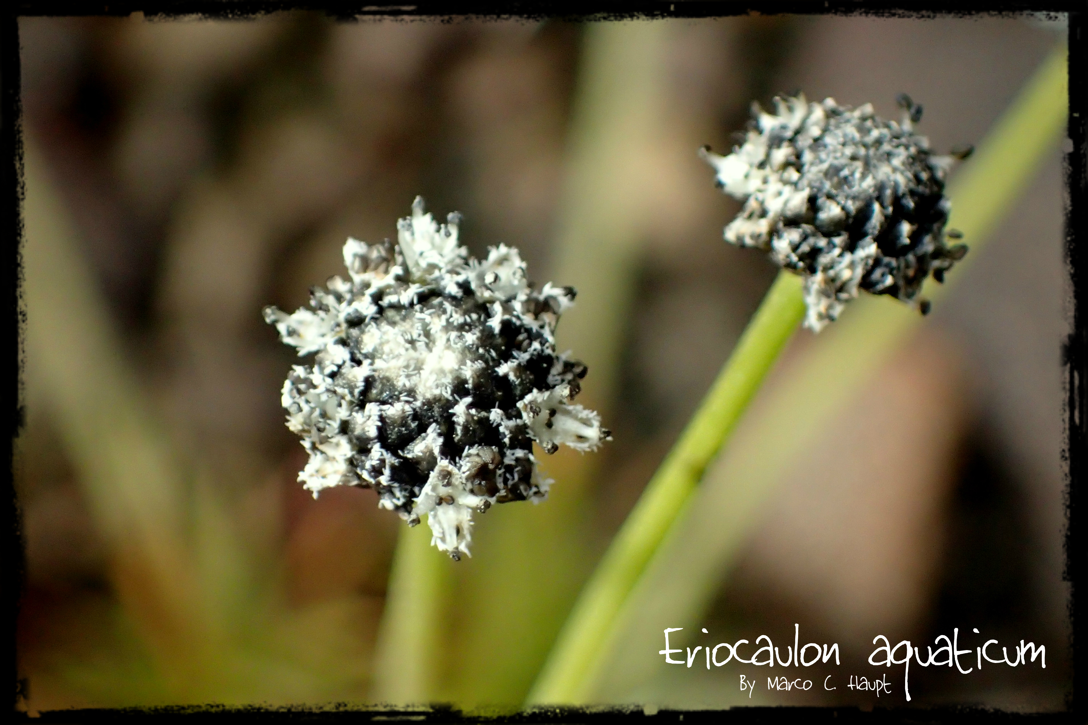 Eriocaulon aquaticum 7