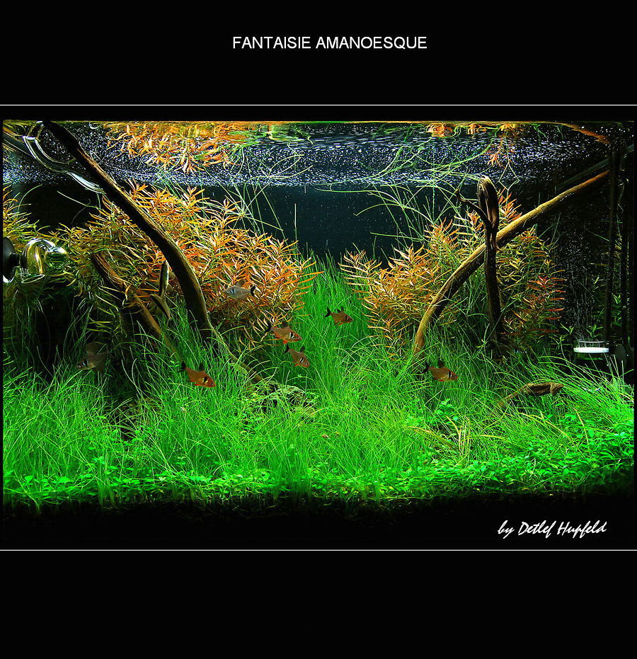 FANTAISIE AMANOESQUE 20.09.08