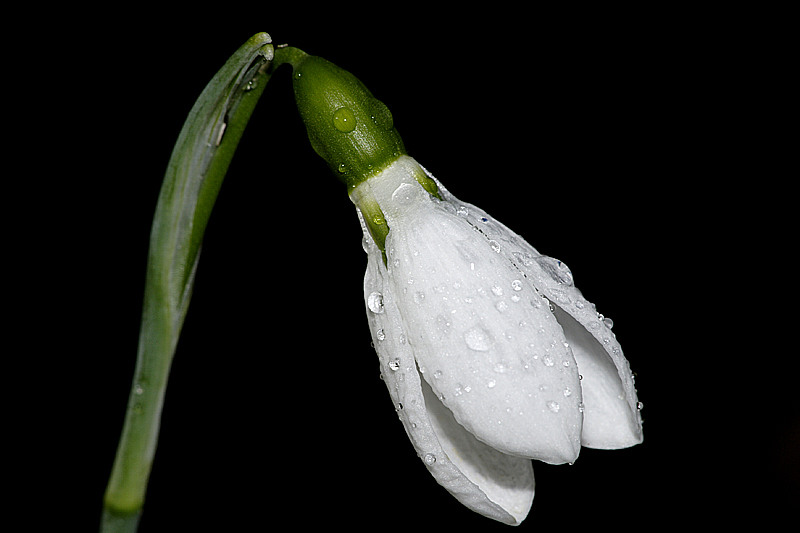 Galanthus Elwesii