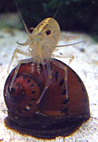 Garnele Auf Schnecke