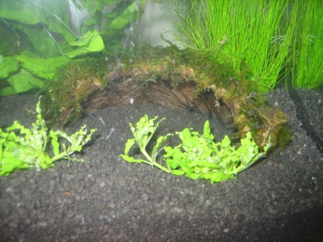 Garnelenaquarium